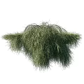 Various Green Shrubs With Lush Dense Foliage For Garden Landscape Design