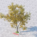 Yellow Leaf Tree with Brown Trunk Growing on Paved Ground with Shadow 3d model