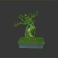 Bonsai Tree With Twisted Trunk Exposed Roots In Square Moss Covered Pot