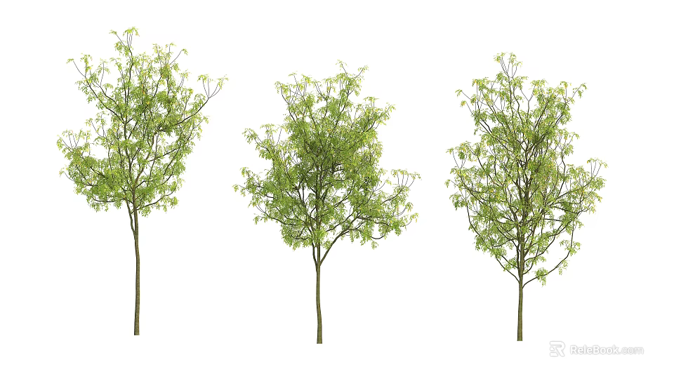 Three Arbor Trees With Green Leaves And Slender Trunks Isolated On White 3d model