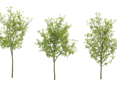 Three Arbor Trees With Green Leaves And Slender Trunks Isolated On White 3d model