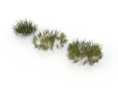 Different Types of Green Grass Plants Growing in Natural Clumps on White Background 3d model