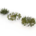 Different Types of Green Grass Plants Growing in Natural Clumps on White Background