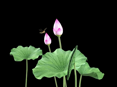 Pink Lotus Buds and Green Leaves with Small Insect on Black Background 3d model