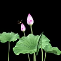 Pink Lotus Buds and Green Leaves with Small Insect on Black Background