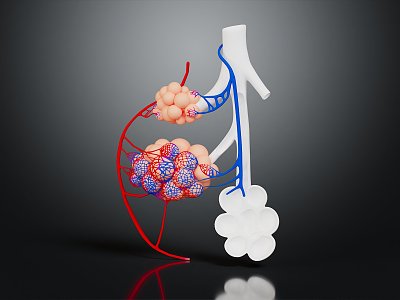 Modern Bronchioloalveolar Anatomy of Human Organs model