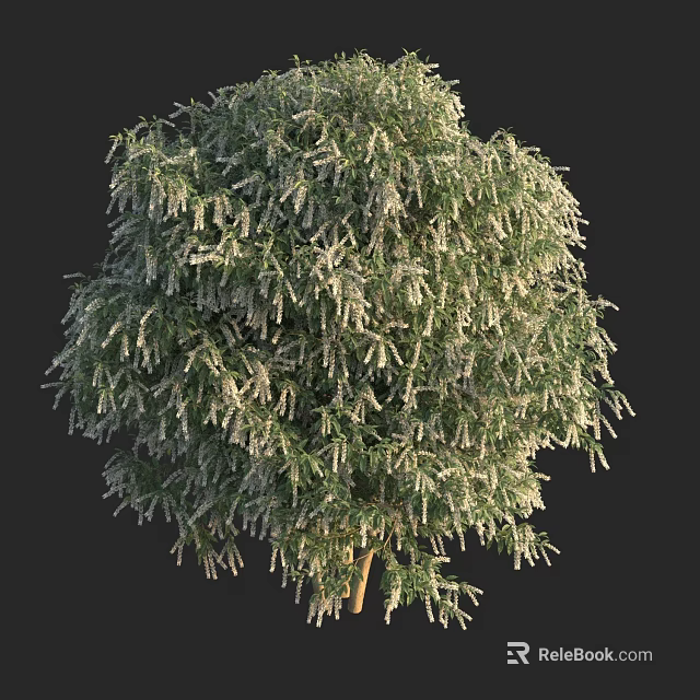 Lush Arbor With Dense Green Foliage And White Hanging Blossoms 3d model 