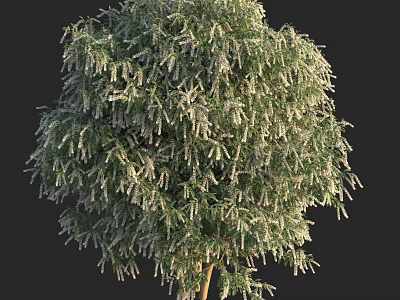 Lush Arbor With Dense Green Foliage And White Hanging Blossoms 3d model