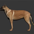 Brown Dog Standing On Dark Surface With Reflection In Studio Environment 3d model