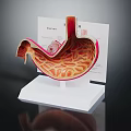 Human Stomach Organ Anatomical Model with White Base and Structure Details 3d model