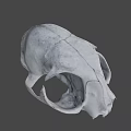 Detailed Animal Skull Anatomical Structure Displayed Against Green Background 3d model