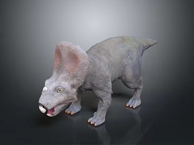 Baby Dinosaur with Large Frill Small Horns Open Mouth Gray Skin on Dark Reflective Surface 3d model