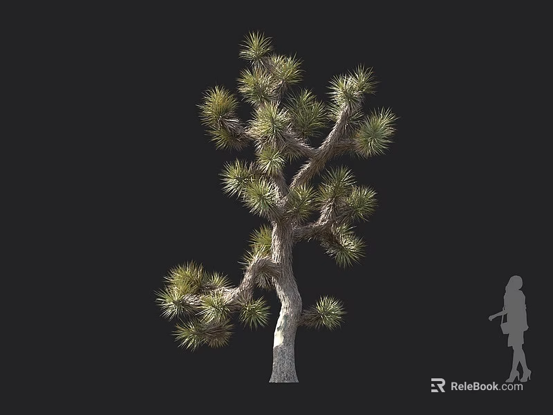 Joshua Tree Tall Evergreen Plant With Unique Branches And Human Silhouette 3d model 