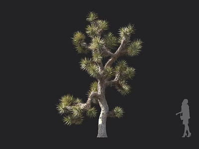 Joshua Tree Tall Evergreen Plant With Unique Branches And Human Silhouette 3d model