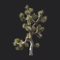 Joshua Tree Tall Evergreen Plant With Unique Branches And Human Silhouette