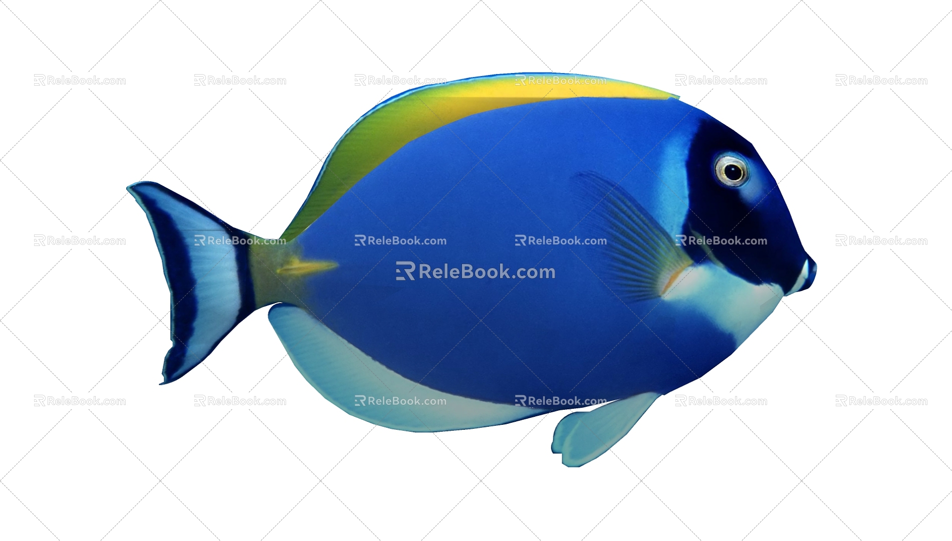 Fish 3d model