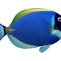 Fish 3d model