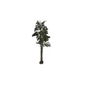 Arbor Tree With Tall Trunk And Lush Green Foliage In Natural Setting