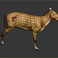 Spotted Deer With Brown Body And White Spots Standing On Dark Background With Reflection