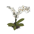 Bonsai Orchid Potted Plant With White Flowers Curved Stem And Green Leaves