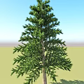 Evergreen Arbor Tree With Lush Green Foliage And Tall Straight Trunk For Outdoor Garden Landscaping