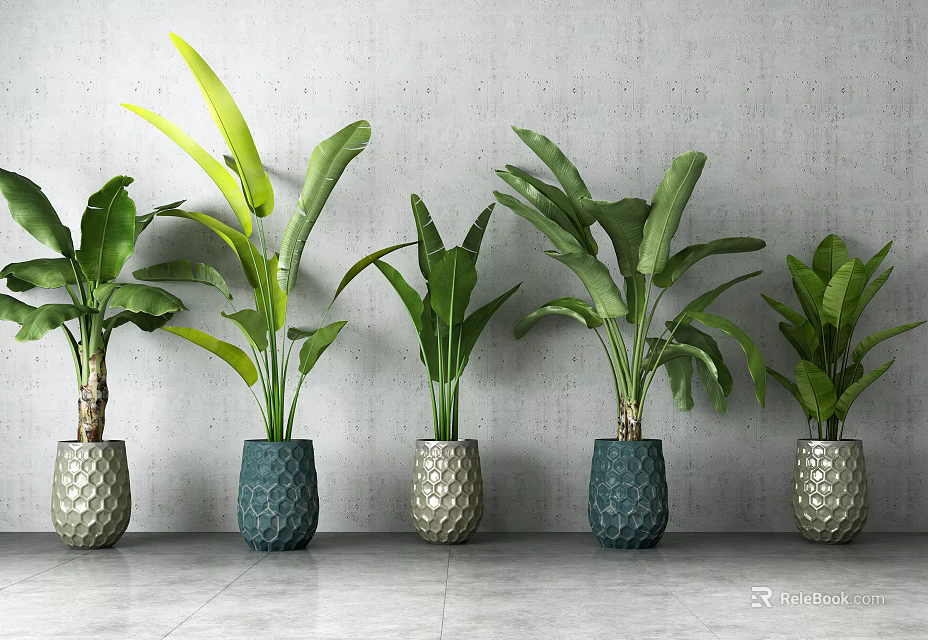 Five Potted Plants With Large Leaves In Silver Blue Textured Pots Against Grey Wall 3d model 