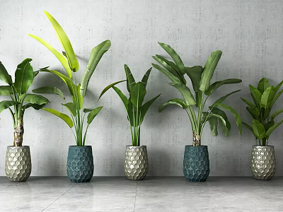 Five Potted Plants With Large Leaves In Silver Blue Textured Pots Against Grey Wall 3d model