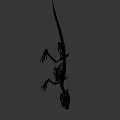 Full Crocodile Skeleton With Detailed Skeletal Structure For Scientific Study