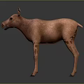 Realistic 3D Model of Brown Moose Standing on Dark Background with Reflection 3d model