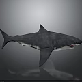 Shark 3D Model With Grayish Blue Body Open Mouth Fins And Tail On Gray Background