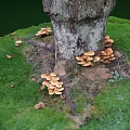 Clusters of Wild Mushrooms Growing Around Tree Roots on Green Grass