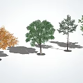 Different Types of Arbor Trees with Orange Green Foliage Pine Needles and Shadows on White Background