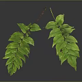 Fern Plant With Green Lush Spreading Leaves And Vibrant Foliage On Black Background
