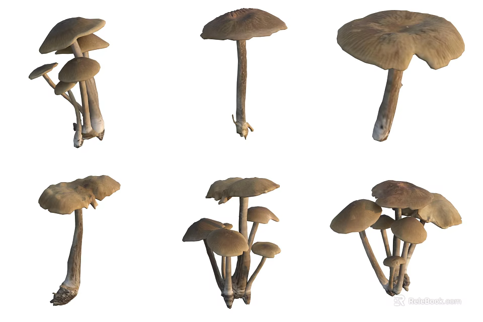 Various Wild Mushrooms In Different Shapes And Natural Growth Forms 3d model
