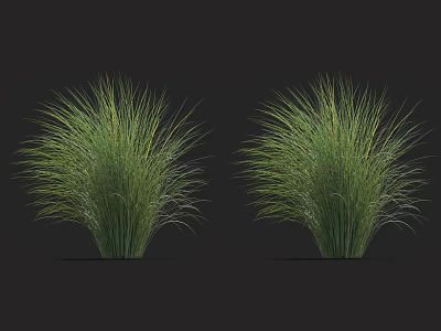 Two Lush Green Ornamental Grasses with Slender Blades Against Dark Background 3d model