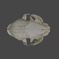 Detailed Animal Skull with Visible Teeth and Eye Sockets on Dark Background