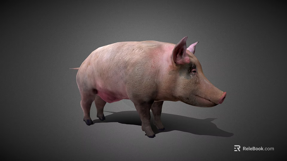 Realistic 3D Model of Standing Pink Pig with Natural Shadow on Gray Background 3d model 