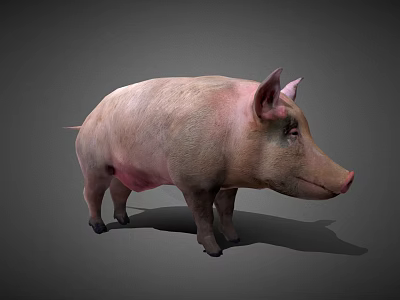 Realistic 3D Model of Standing Pink Pig with Natural Shadow on Gray Background 3d model