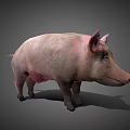 Realistic 3D Model of Standing Pink Pig with Natural Shadow on Gray Background