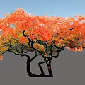 Beautiful Arbor with Lush Orange Red Leaves and Curved Trunks