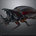 Detailed Rhinoceros Beetle With Large Horn Red And Black Metallic Body On Dark Background