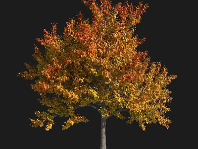 Tall Arbor With Vibrant Red And Yellow Autumn Leaves Creating Lush Canopy 3d model