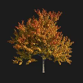Tall Arbor With Vibrant Red And Yellow Autumn Leaves Creating Lush Canopy
