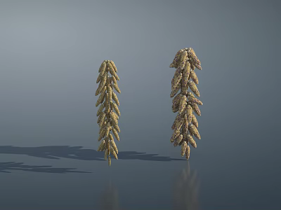 Golden Fresh Corn Ears Showcased On Gray Background With Shadow And Reflection 3d model