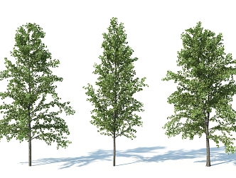 The Modern Tree 3d model