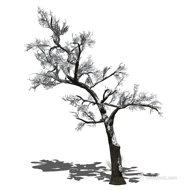 Leafless Tree With Twisted Branches And Shadow On White Background 3d model 