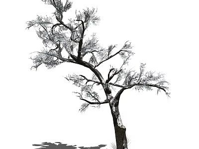 Leafless Tree With Twisted Branches And Shadow On White Background 3d model
