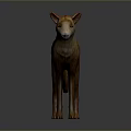 Orange And White Dingo With Short Fur Standing On Gray Background