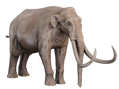 Gray Elephant With Long Curved Tusks Standing On White Background 3d model