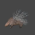 Realistic Porcupine With Long Black And White Quills And Brown Body